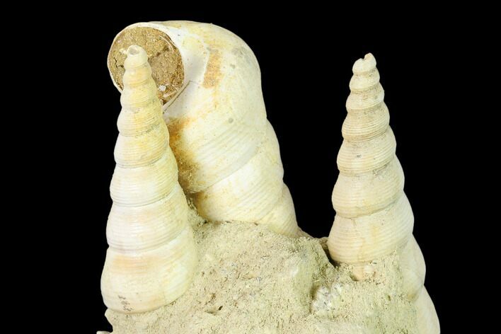 Fossil Gastropod (Haustator) Cluster - Damery, France #136013